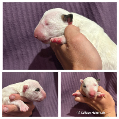CHIOT 5