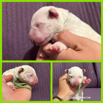 CHIOT 6