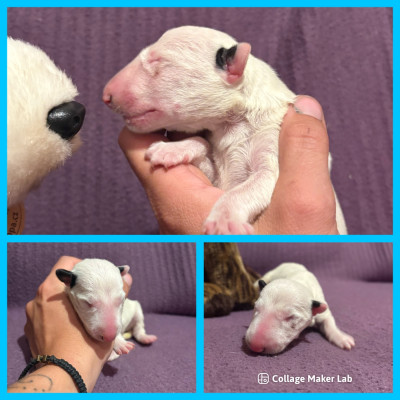 CHIOT 7
