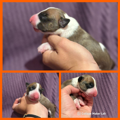 CHIOT 8