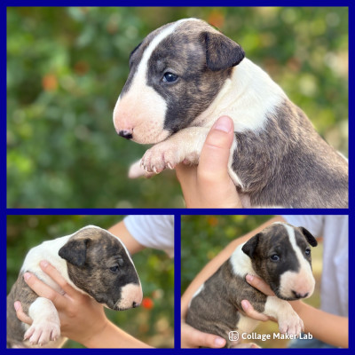 CHIOT 2