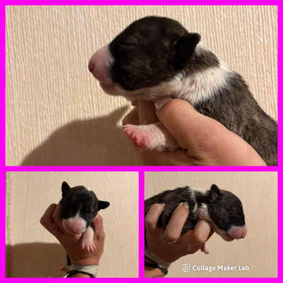 CHIOT 1