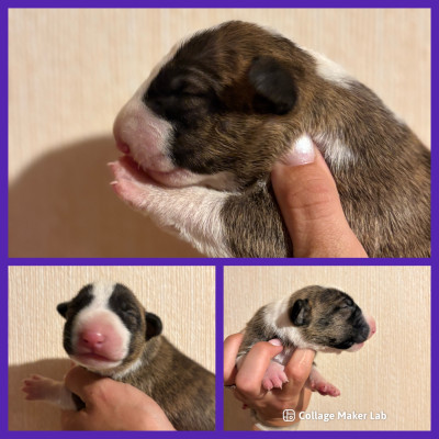 CHIOT 2