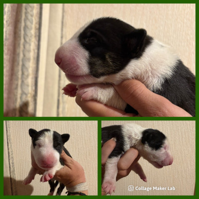 CHIOT 4