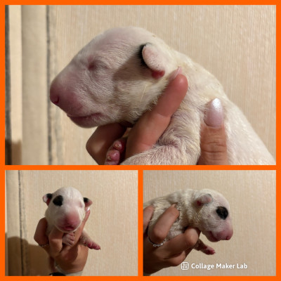 CHIOT 5