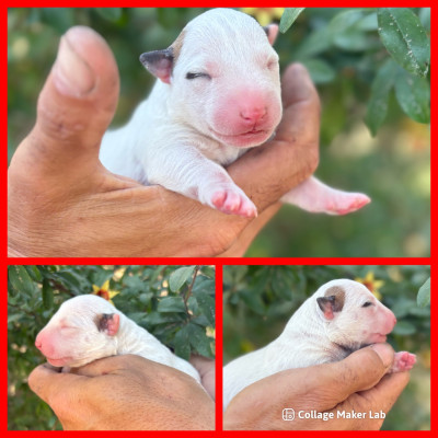 CHIOT 1