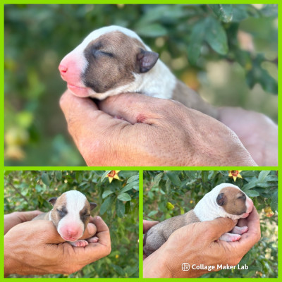 CHIOT 2