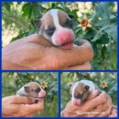 CHIOT 3