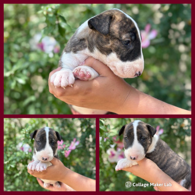 CHIOT 3
