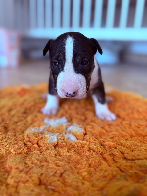 CHIOT