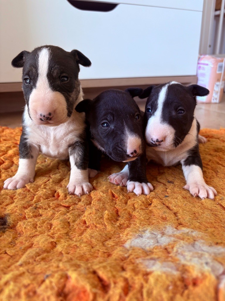 Des Minis De Ryosie - Bull Terrier Miniature - Portée née le 08/04/2025