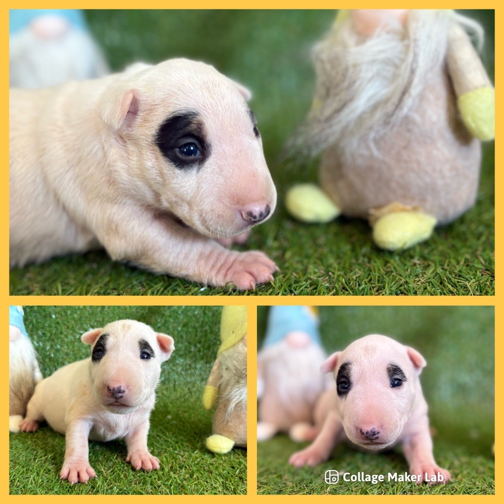 Des Minis De Ryosie - Chiots disponibles - Bull Terrier Miniature