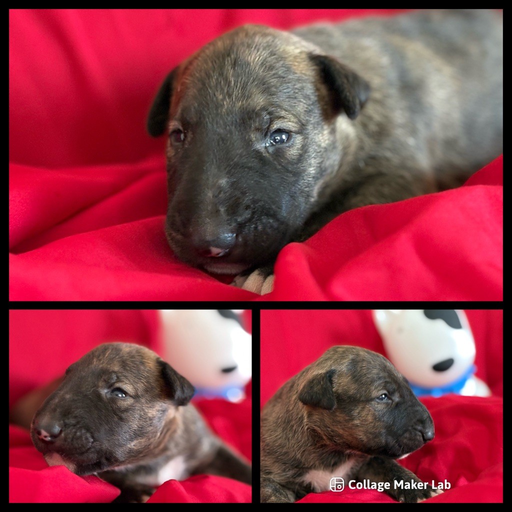 Des Minis De Ryosie - Bull Terrier - Portée née le 04/08/2025