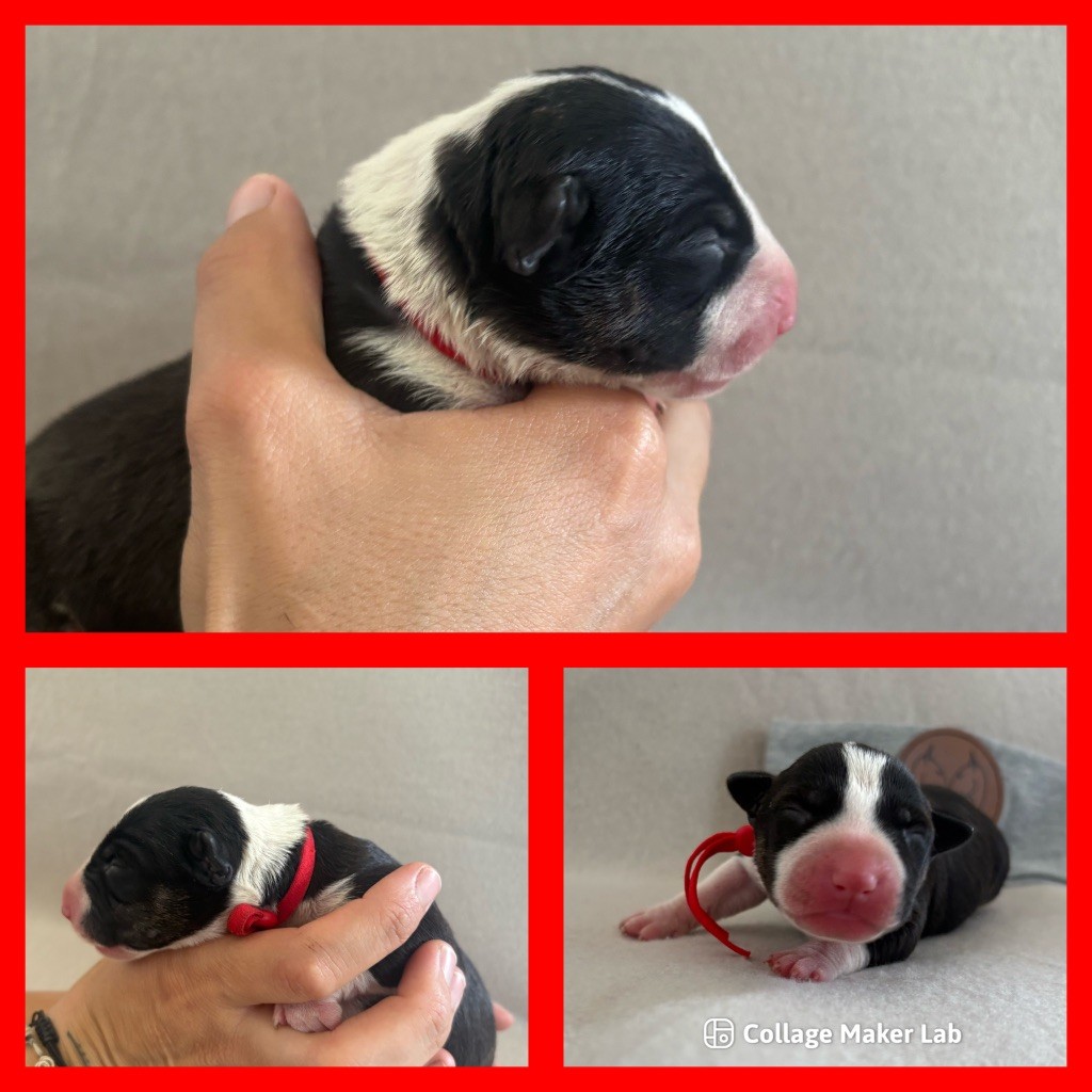Des Minis De Ryosie - Chiots disponibles - Bull Terrier Miniature
