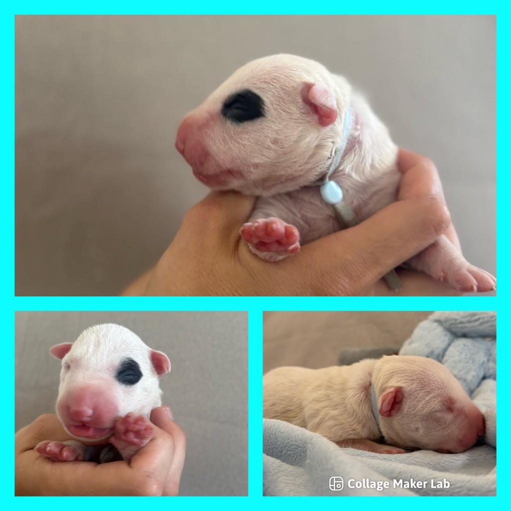 Des Minis De Ryosie - Chiots disponibles - Bull Terrier Miniature